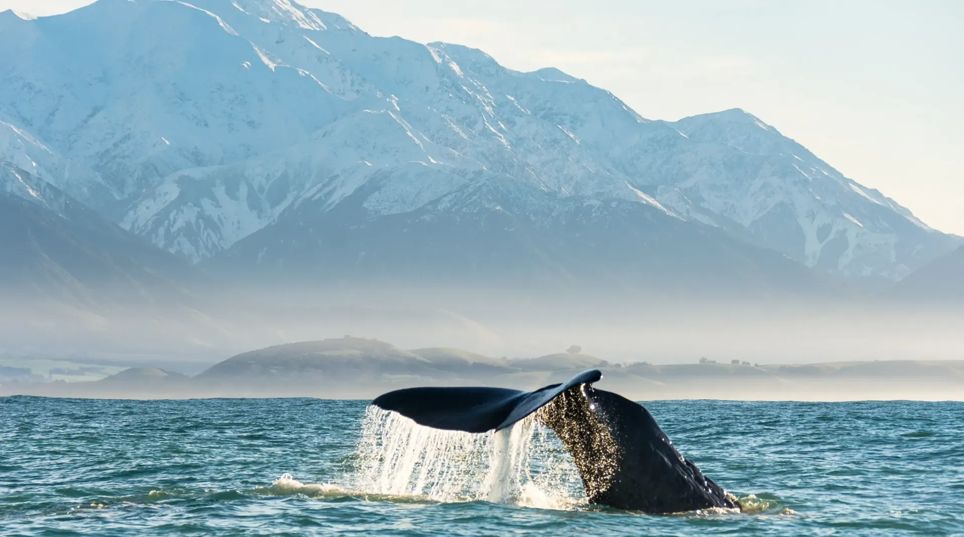 The Whale Train experience that Journeys from Marlborough through Kaikoura to Christchurch