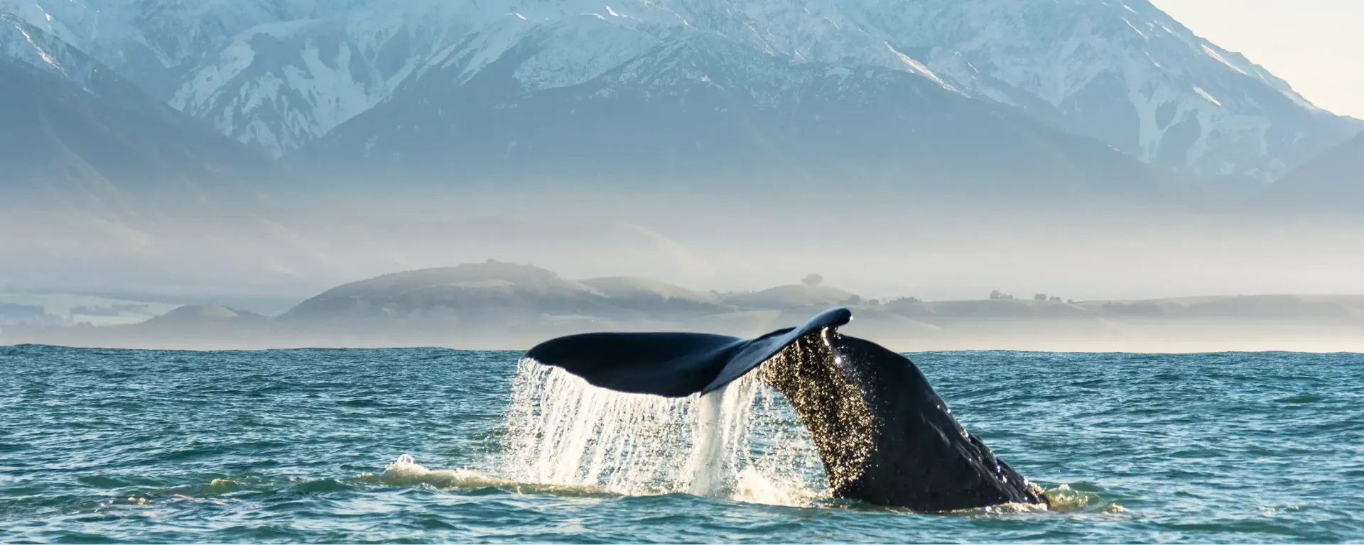 The Whale Train experience that Journeys from Christchurch through Kaikoura and back to Christchurch