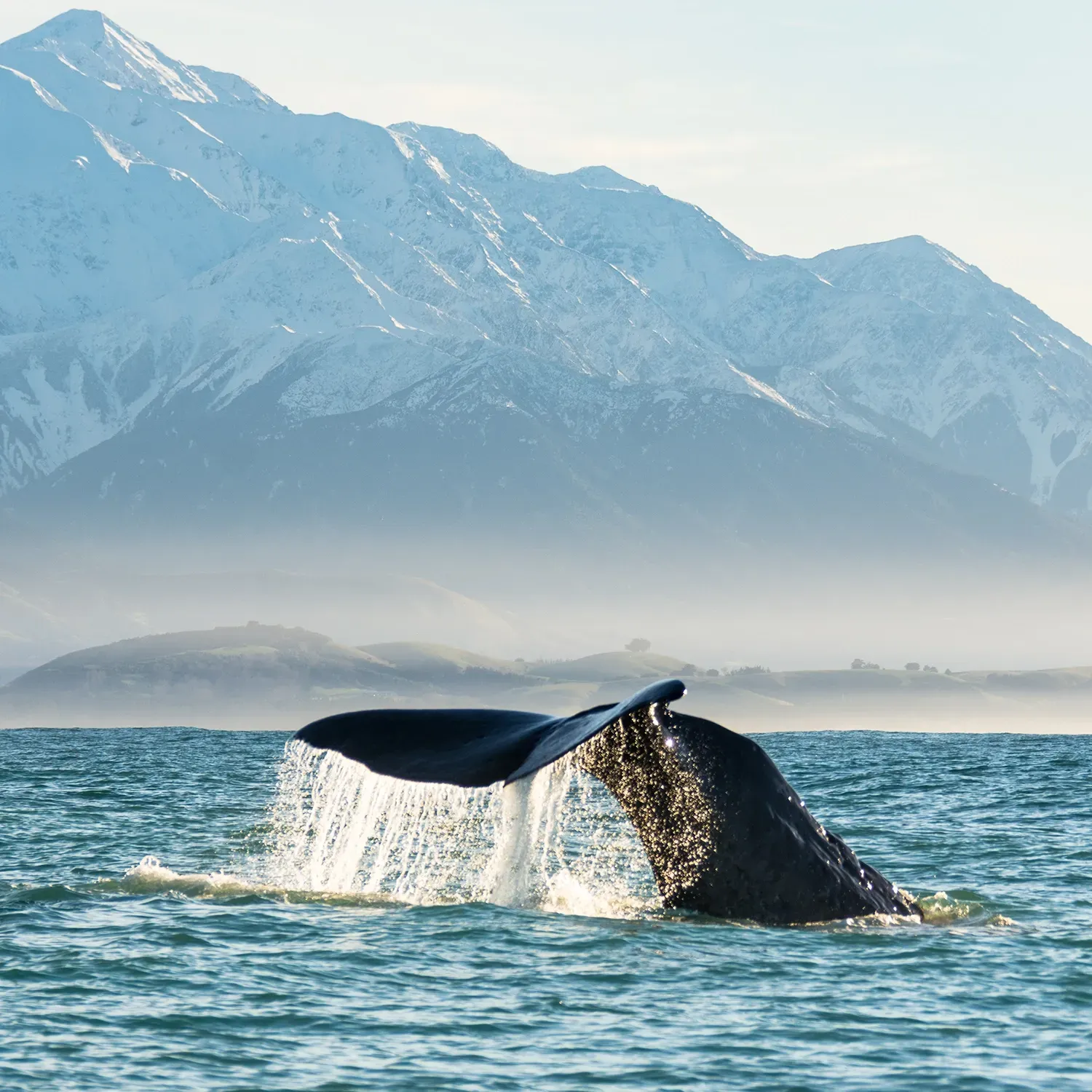 The Whale Train experience that Journeys form Marlborough through Kaikoura to Christchurch