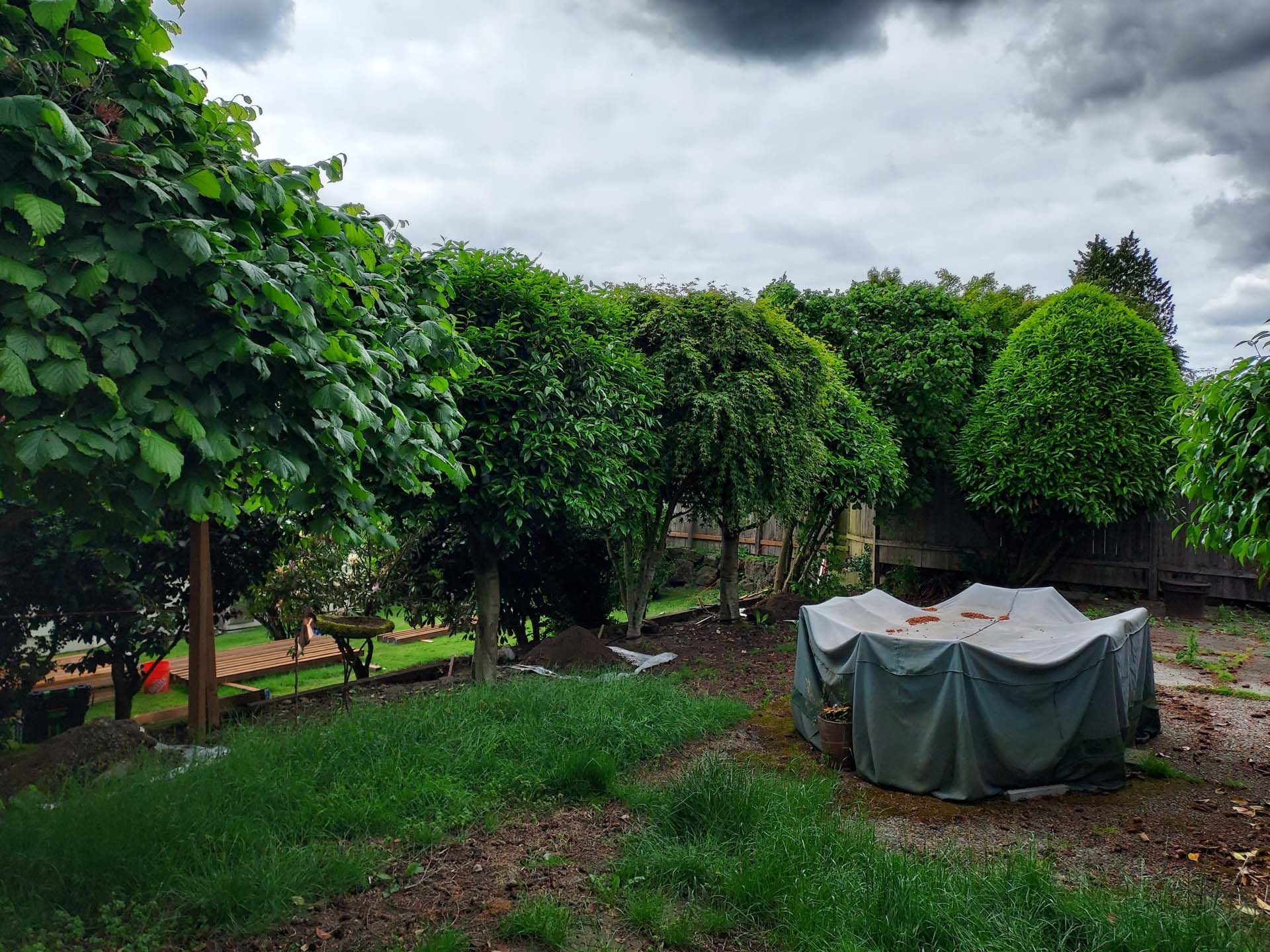 A backyard filled with lots of trees and a table with a cover on it.