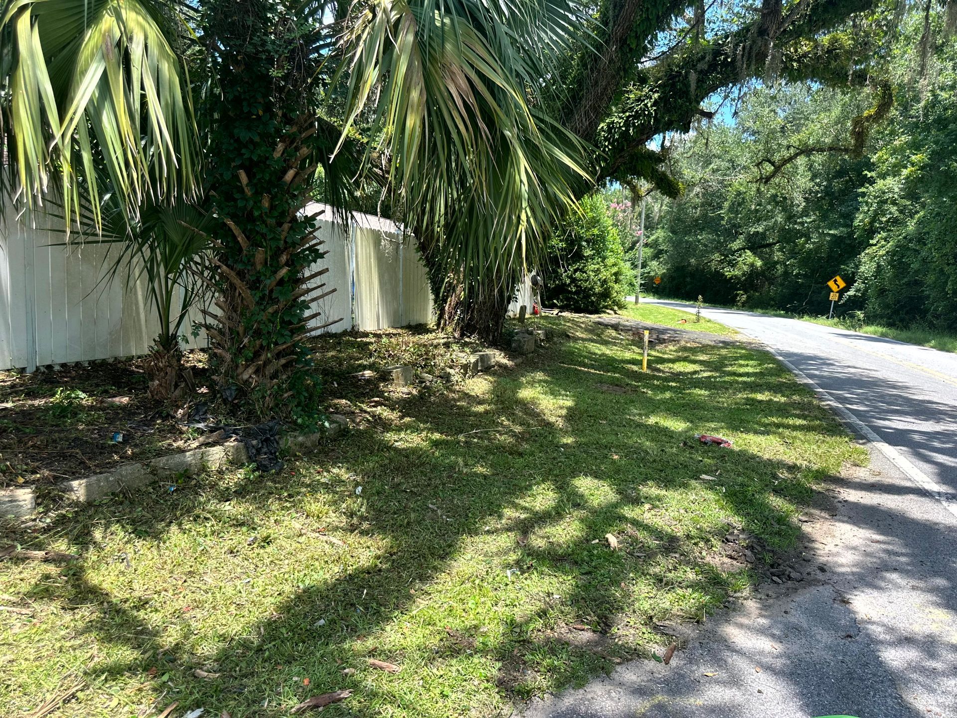 Palm trees and grass beside a white fence and road, with trees in the background.