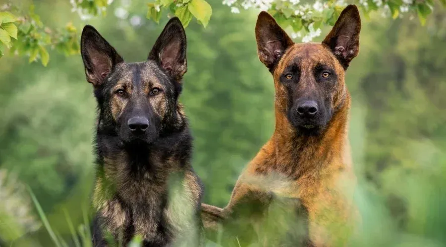Chelsea Security – Sparta On Demand SIA-licensed officer standing on duty in front of a private Chelsea estate