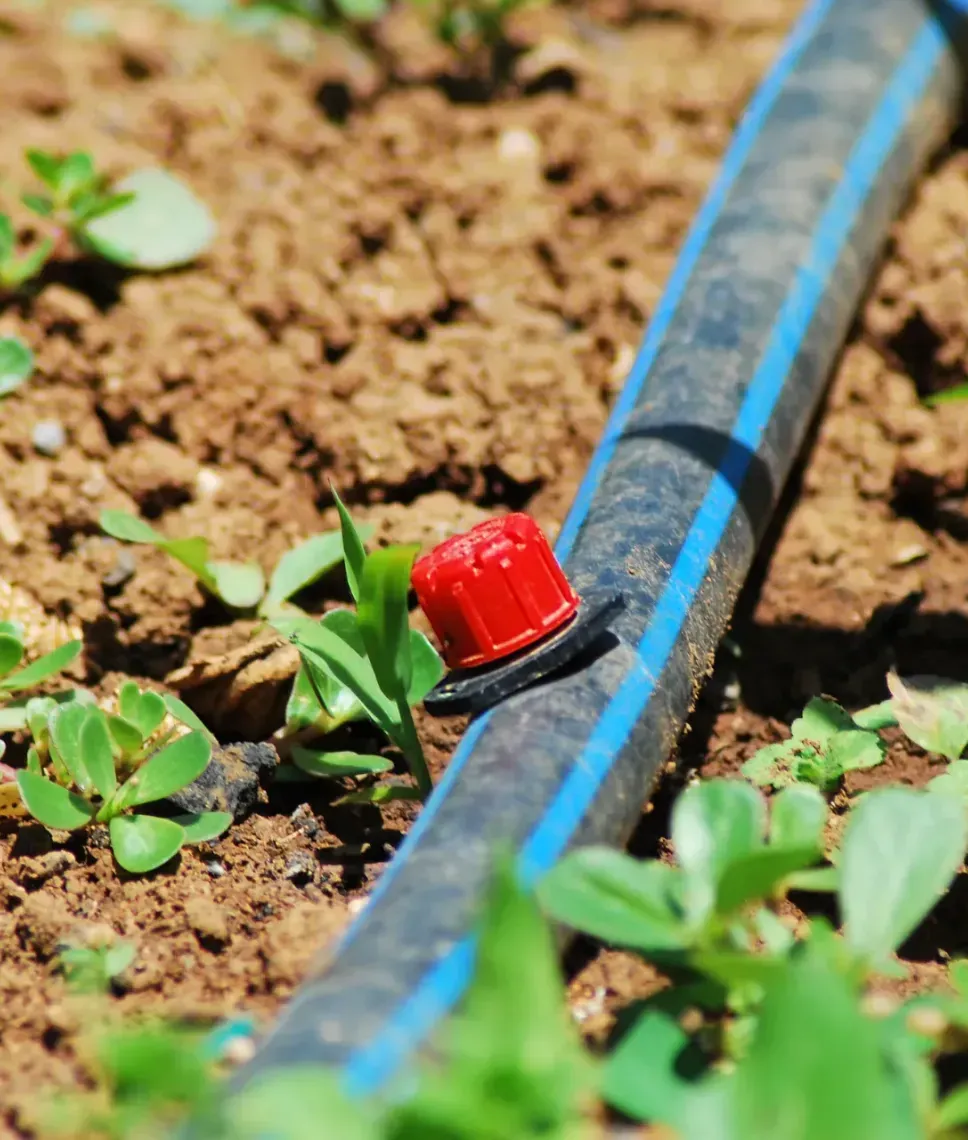 A close up of a drip irrigation system in a garden.