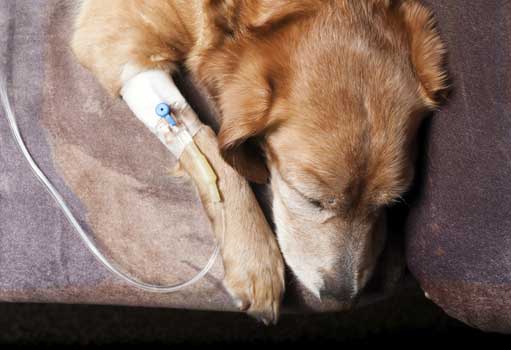 EMEVET – DESPARASITACIÓN