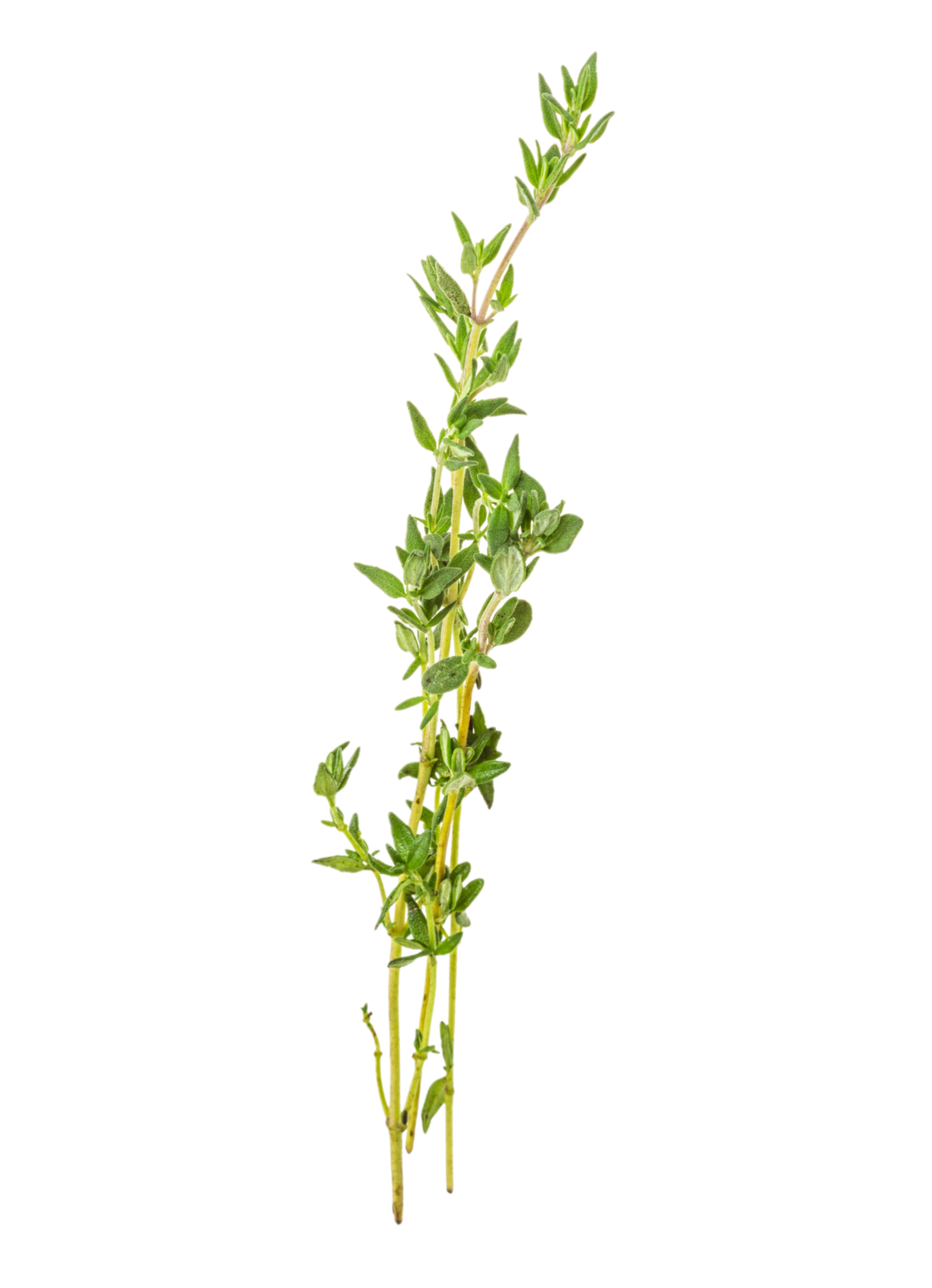 Ein Zweig frischer Thymian mit kleinen grünen Blättern.