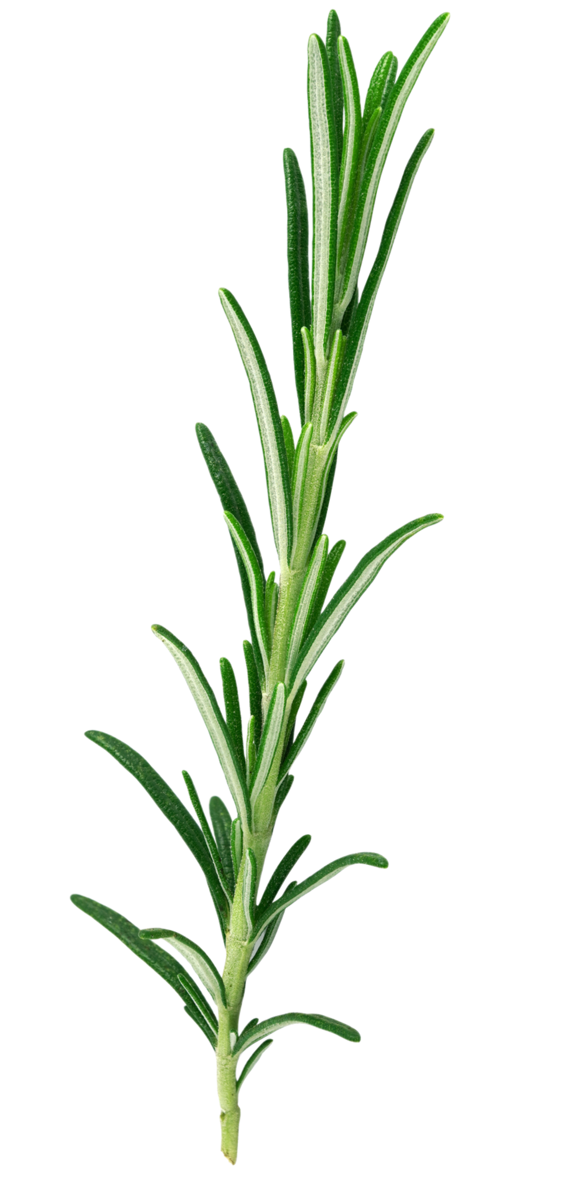 Ein Zweig frischer, grüner Rosmarin vor weißem Hintergrund.