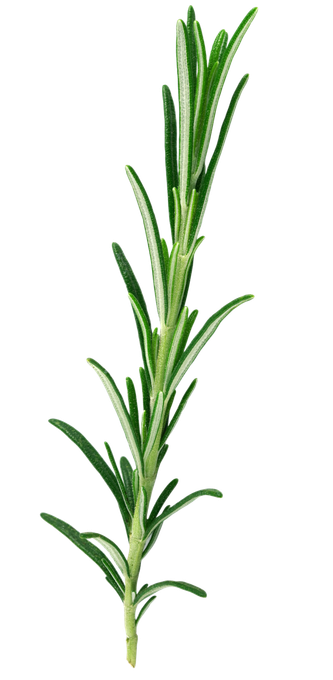 Rosmarinzweig, grüne Blätter vor weißem Hintergrund.