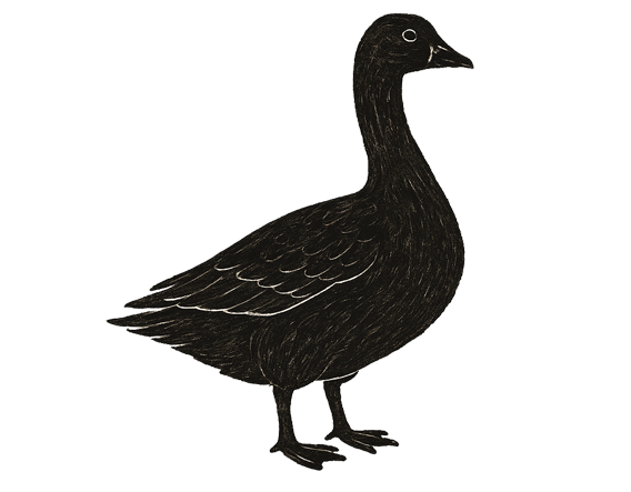 Schwarze Gans steht, Blickrichtung rechts.