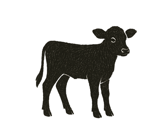 Schwarzes Kalb vor weißem Hintergrund.