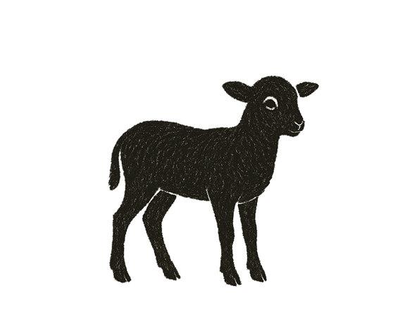 Schwarzes Lamm vor weißem Hintergrund.