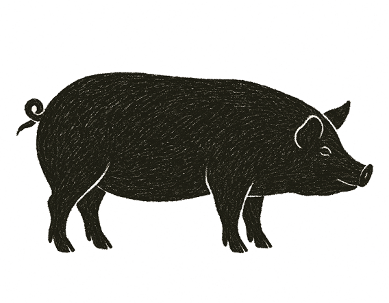 Schwarzes Schwein mit Ringelschwanz und spitzer Schnauze.