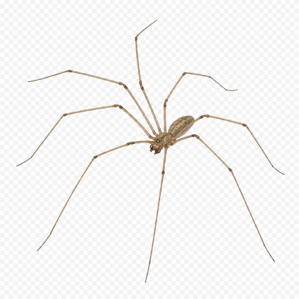 Cellar Spider Cellar Spider