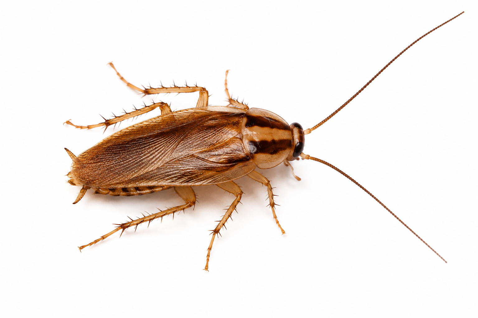 German Cockroach