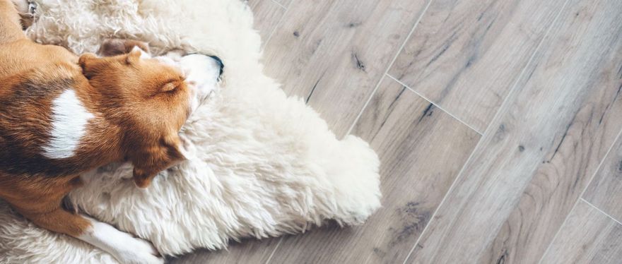 Two dogs are laying on a rug on a wooden floor.