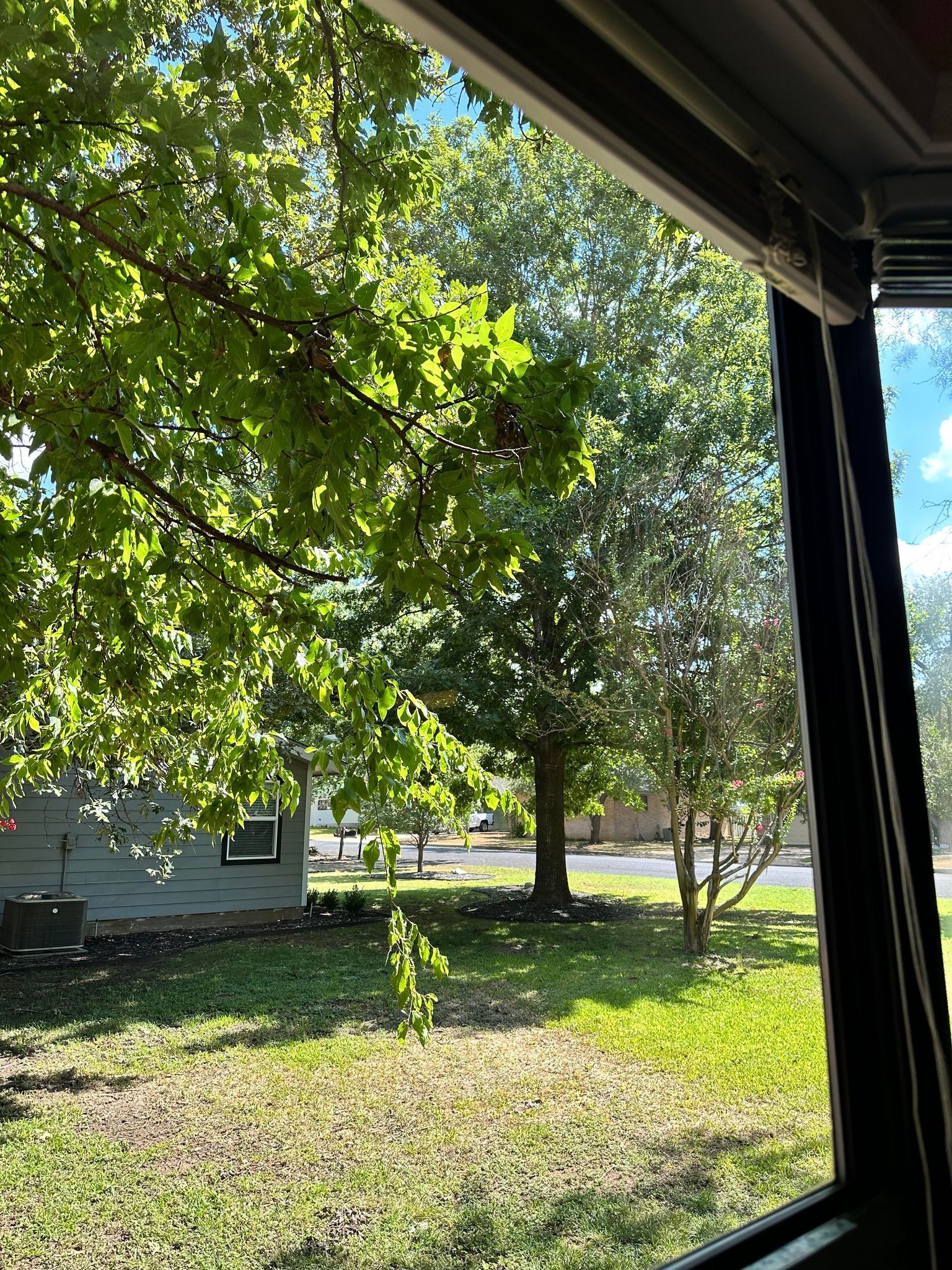 A view of a yard through a window with trees and grass.