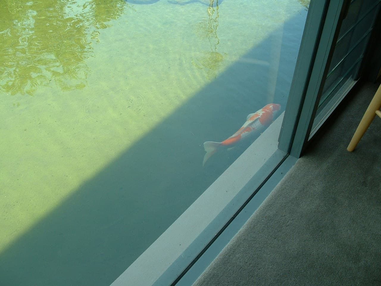 A Fish Is Swimming In A Pond Next To A Window — South Coast Glass In South Nowra, NSW