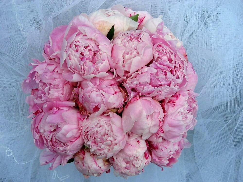 Elisabeth Bemment Floral Design - Bridal Bouquets