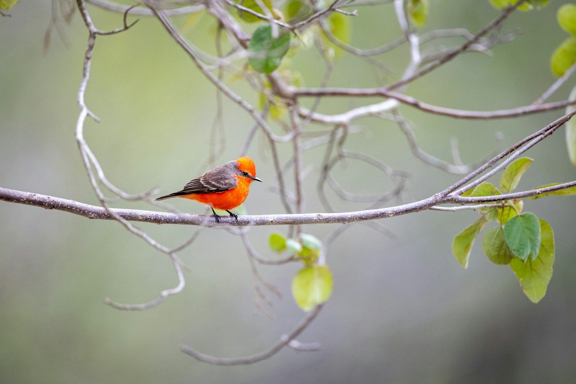 Bright orange bird perched on a branch, surrounded by green leaves and a blurred background.