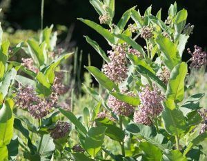 Milkweed plant with clusters of small, pinkish-purple flowers and broad green leaves.