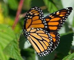 Monarch butterfly, orange and black wings, perched on a green leaf.