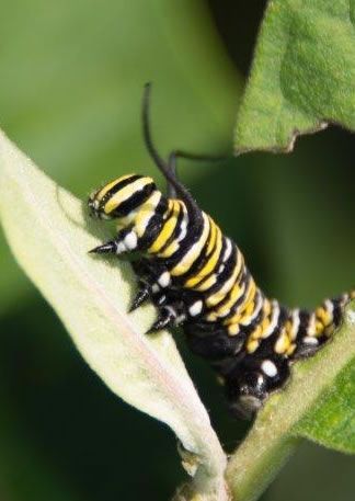 Monarch caterpillar with yellow, black, and white stripes, crawling on green leaves.