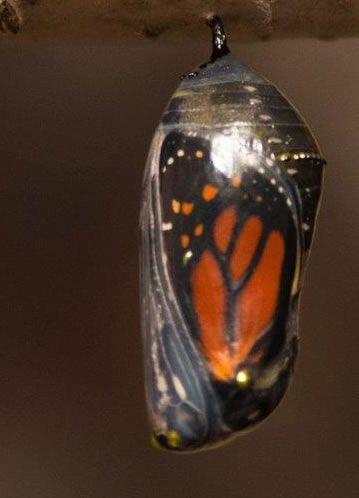 Monarch butterfly chrysalis, showing developing orange and black wing patterns.