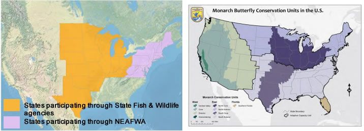 Two U.S. maps: states participating in Monarch butterfly conservation efforts, distinguished by agencies and color-coded.