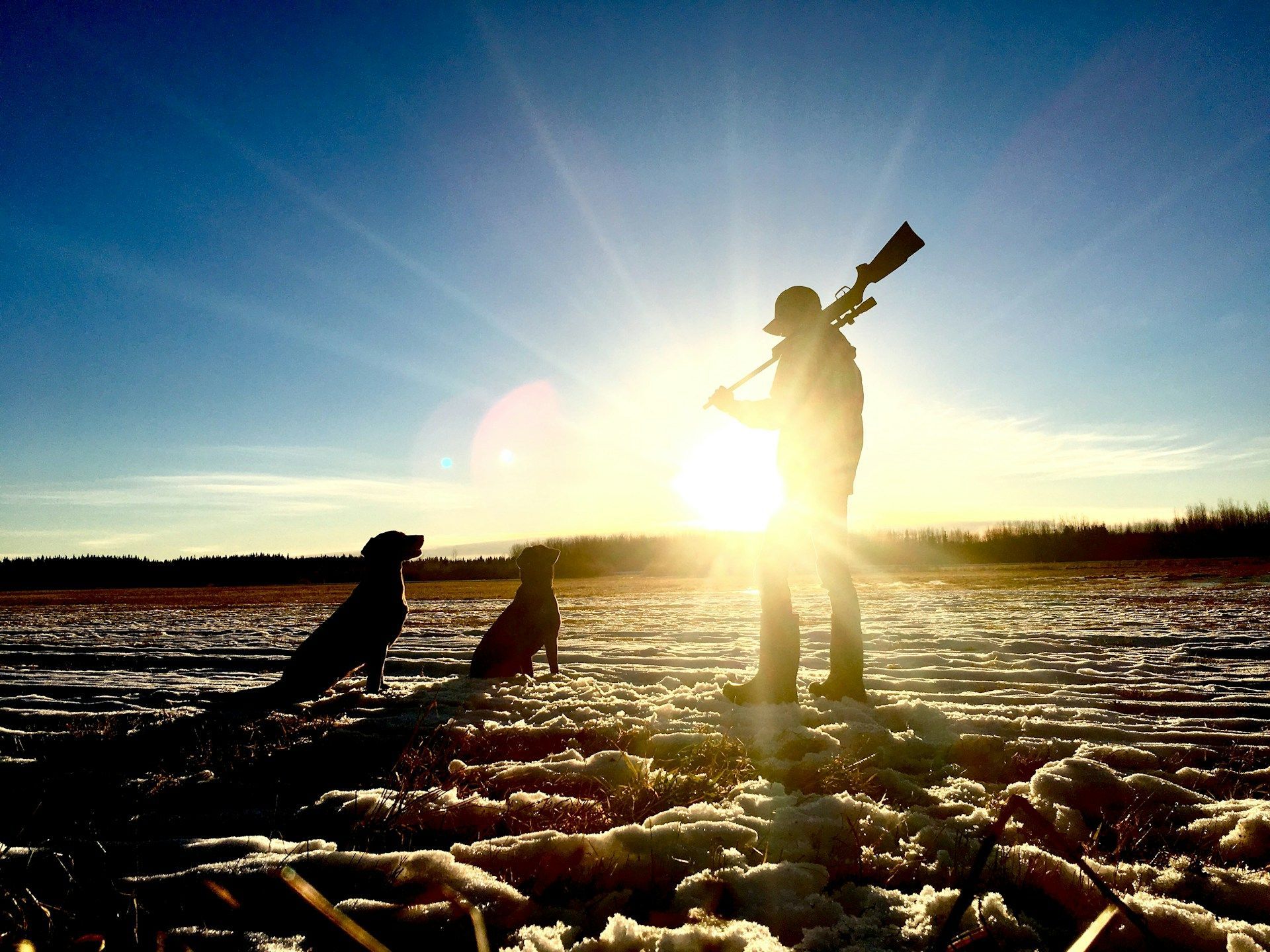 Hunter silhouetted with shotgun, two dogs, snowy field, bright sun in the sky.