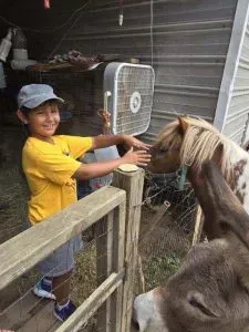 Boy petting a miniature horse and donkey near a fence; outdoors.
