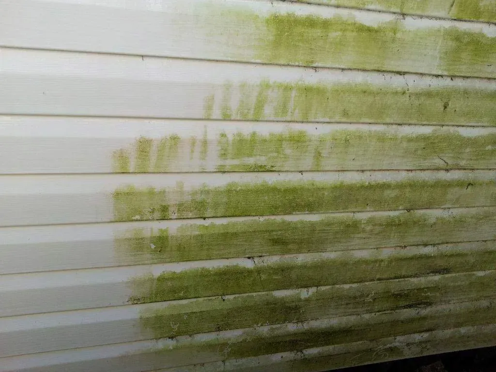 A White Wall With Green Moss Growing on It — All Clean Pressure Cleaning in Valentine, NSW
