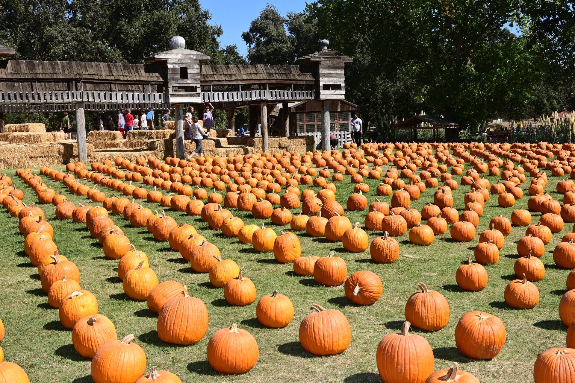 Here are the Best Pumpkin Patches in the Sacramento Area