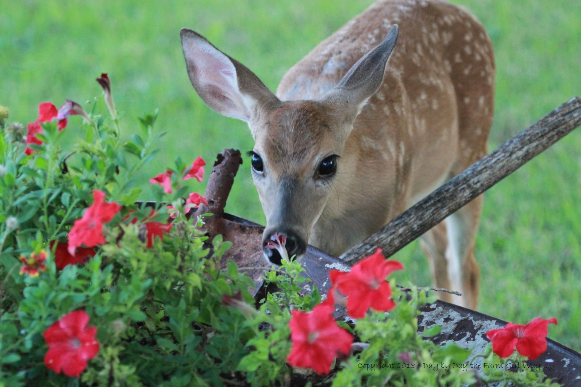 A deer is standing next to a wheelbarrow filled with red flowers.Pest Control Icon