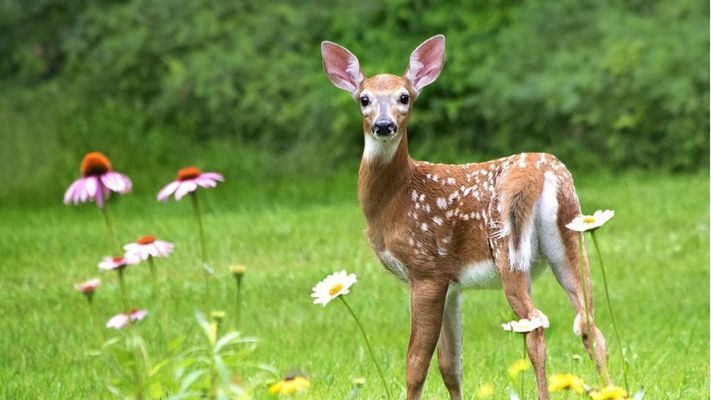 A baby deer is standing in a field of flowers.