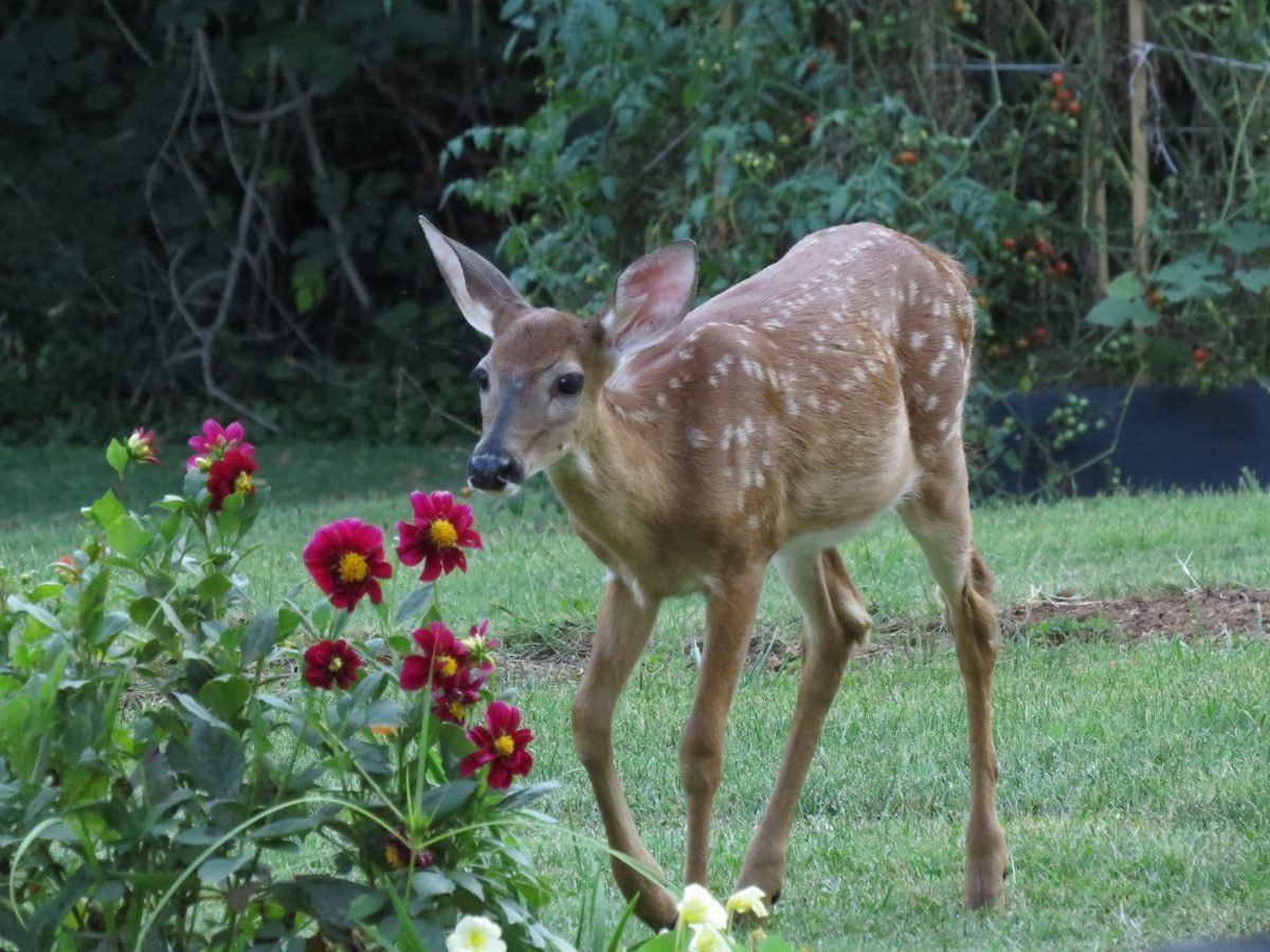 A baby deer is standing in the grass near some flowers