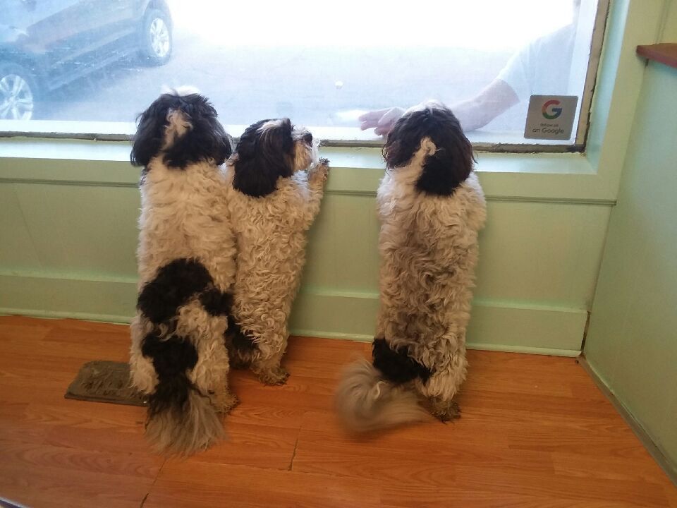 Three small, white and black dogs stand on their hind legs, looking out a window at a person outside.