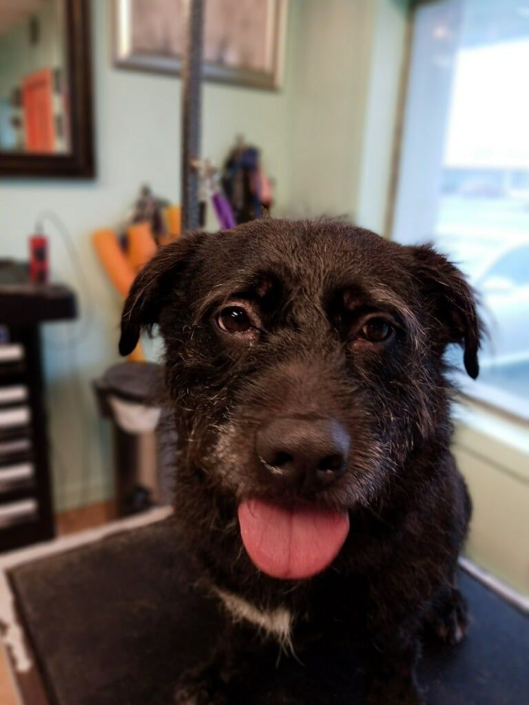 A close-up shot of a small, wire-haired black dog with white muzzle hairs, panting with its tongue out in a grooming salon.
