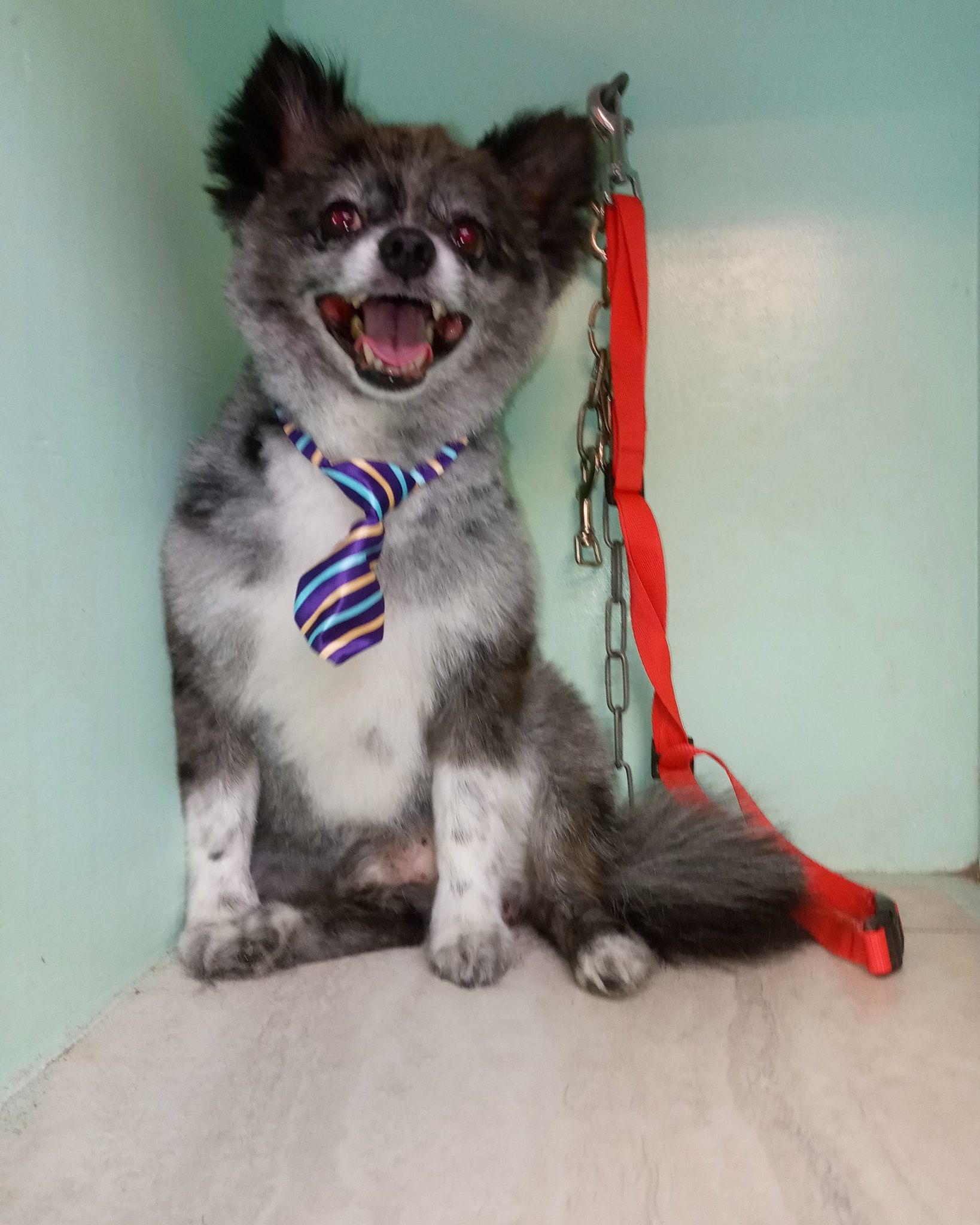 A gray and white dog wearing a striped tie sits happily against a light blue wall, attached to a red leash.