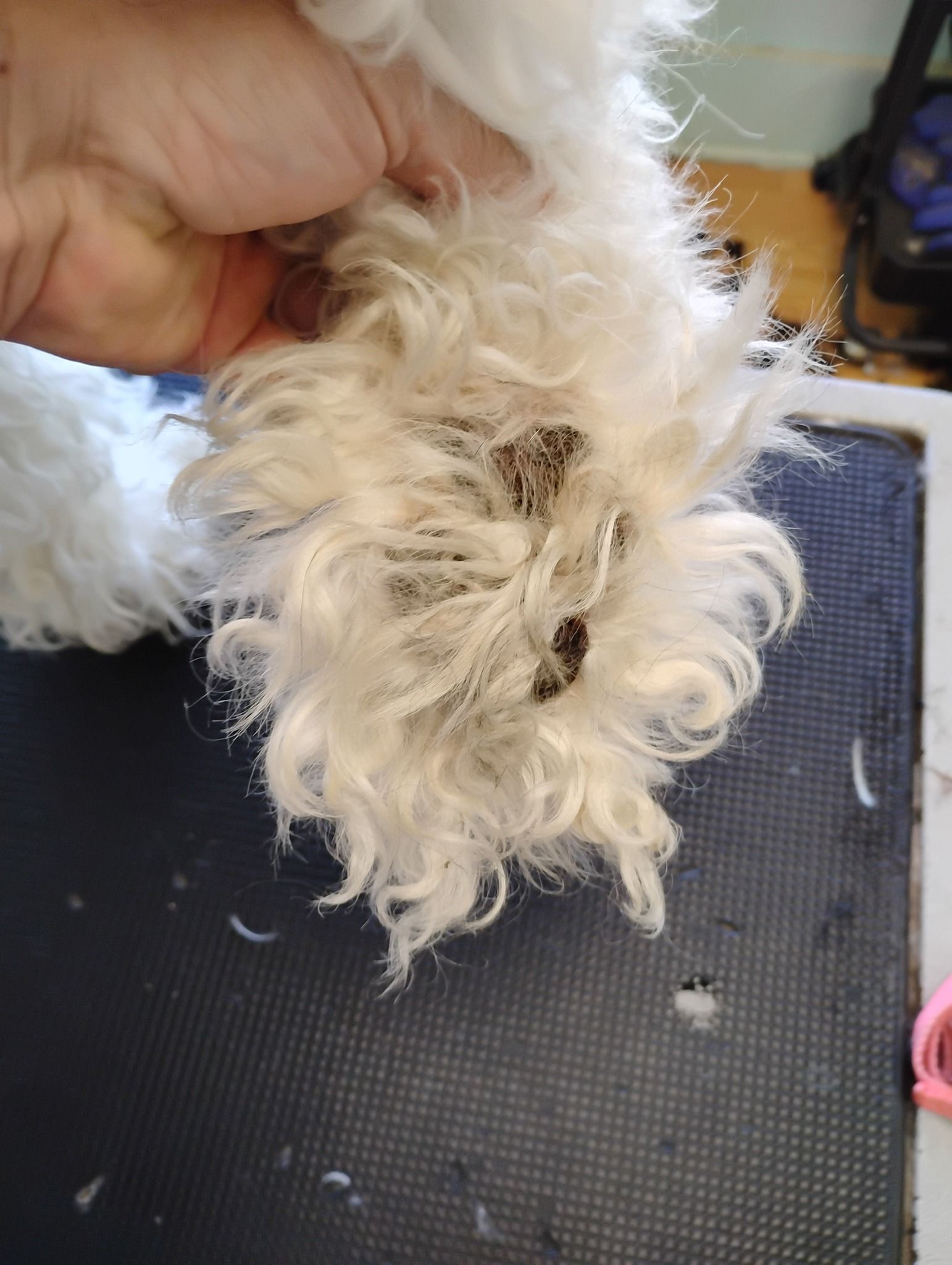 A close-up of a dog's white, curly-haired paw being held, showing dark, matted, or dirty fur between the toes.