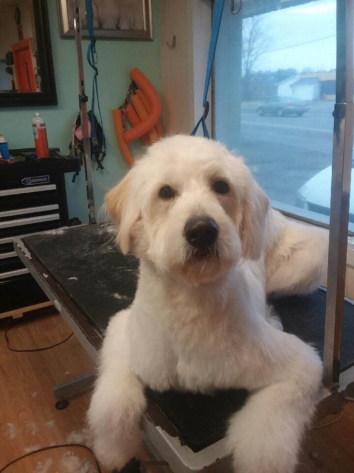 A white, fluffy Goldendoodle sits calmly on a grooming table in a salon, looking directly at the camera.