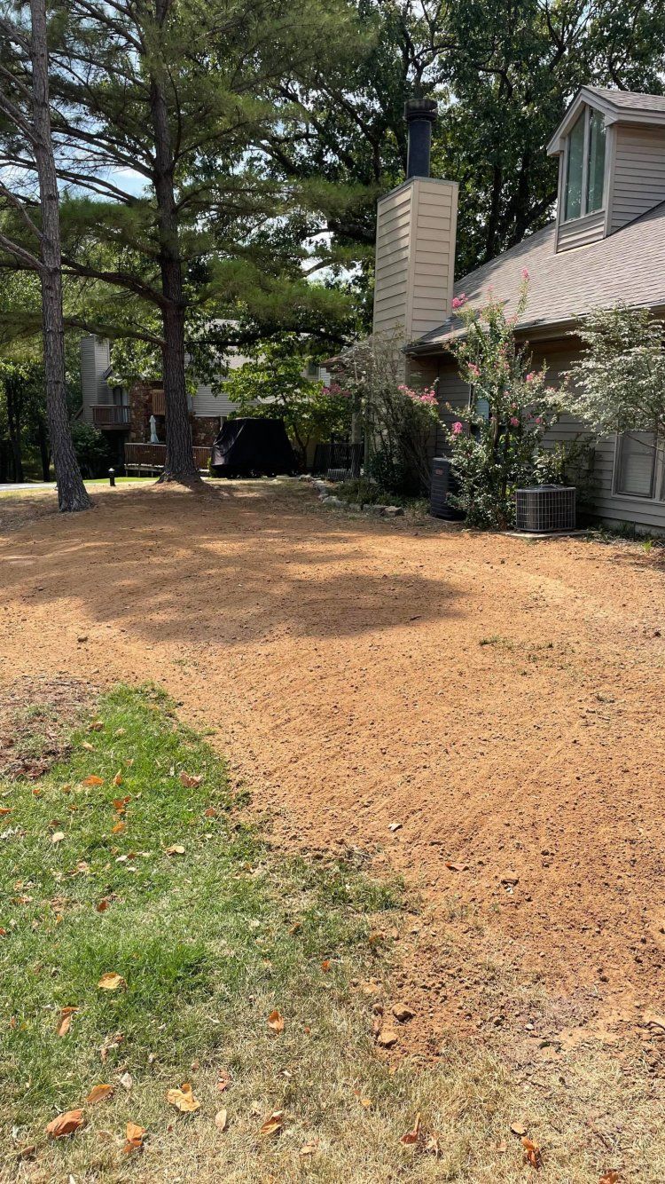 after tree removal