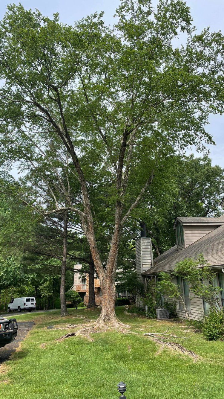 before tree removal