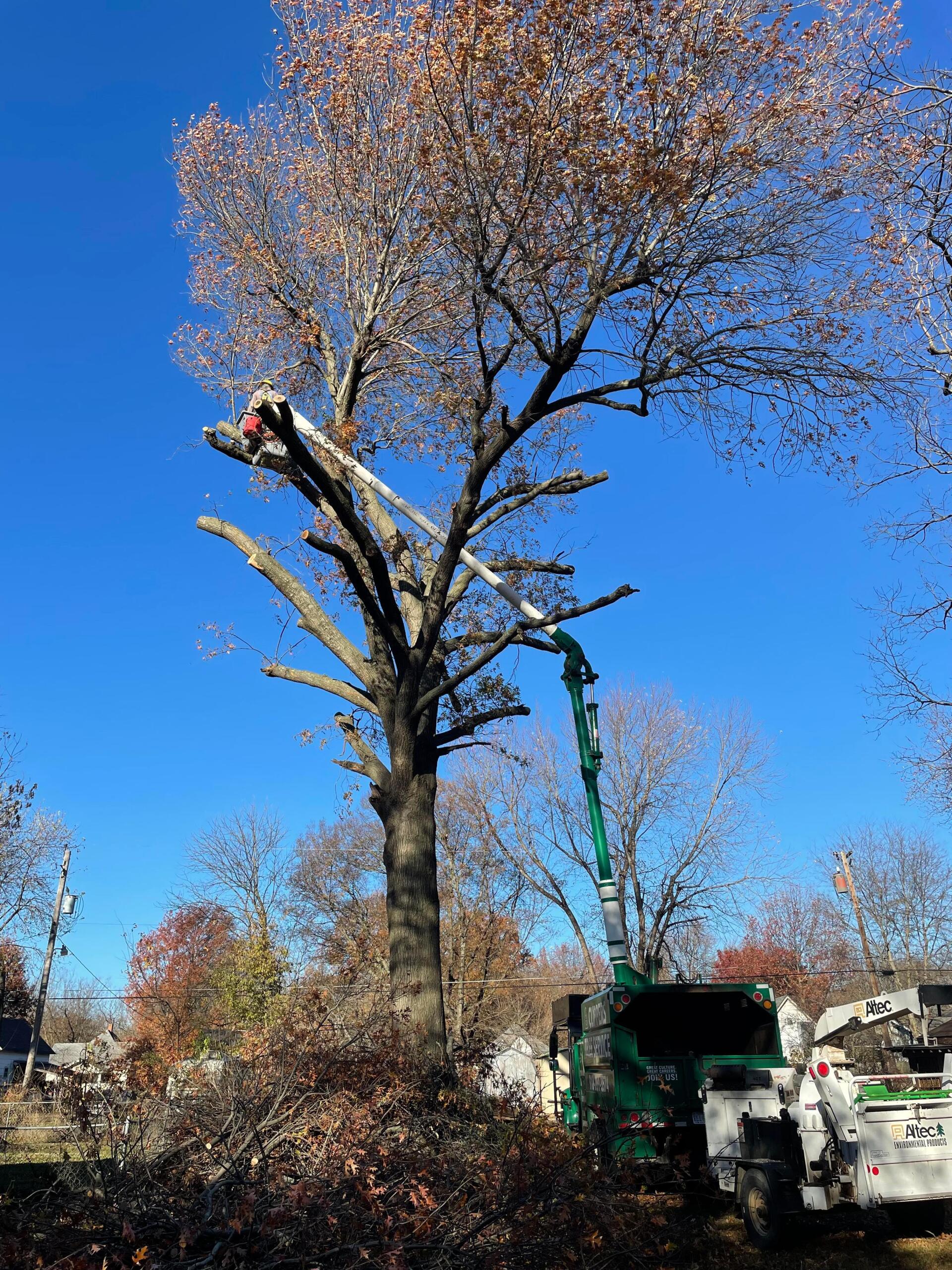 Clippers tree service tree removal