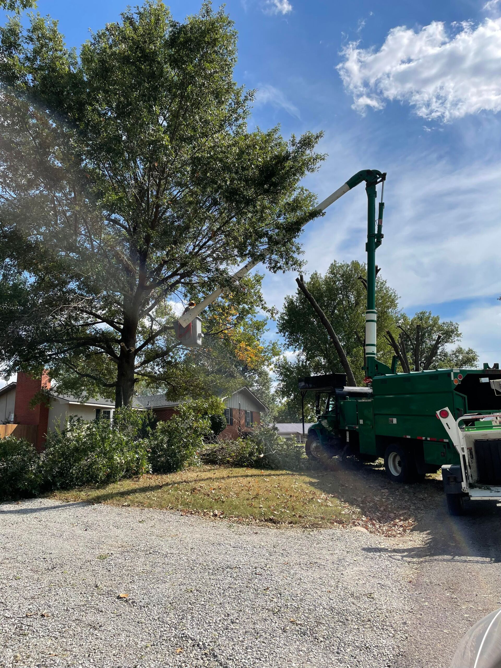 tree thinning