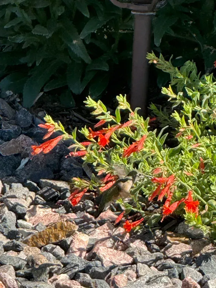 Hummingbird feeding on red flowers; green foliage, dark rocks, and a brown light post in the background.