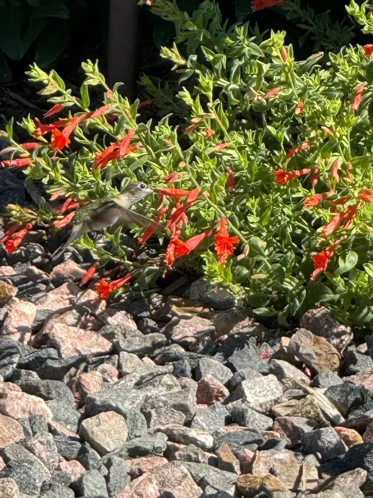 Hummingbird feeding on red flowers, surrounded by green foliage, over a bed of gray and pink rocks.
