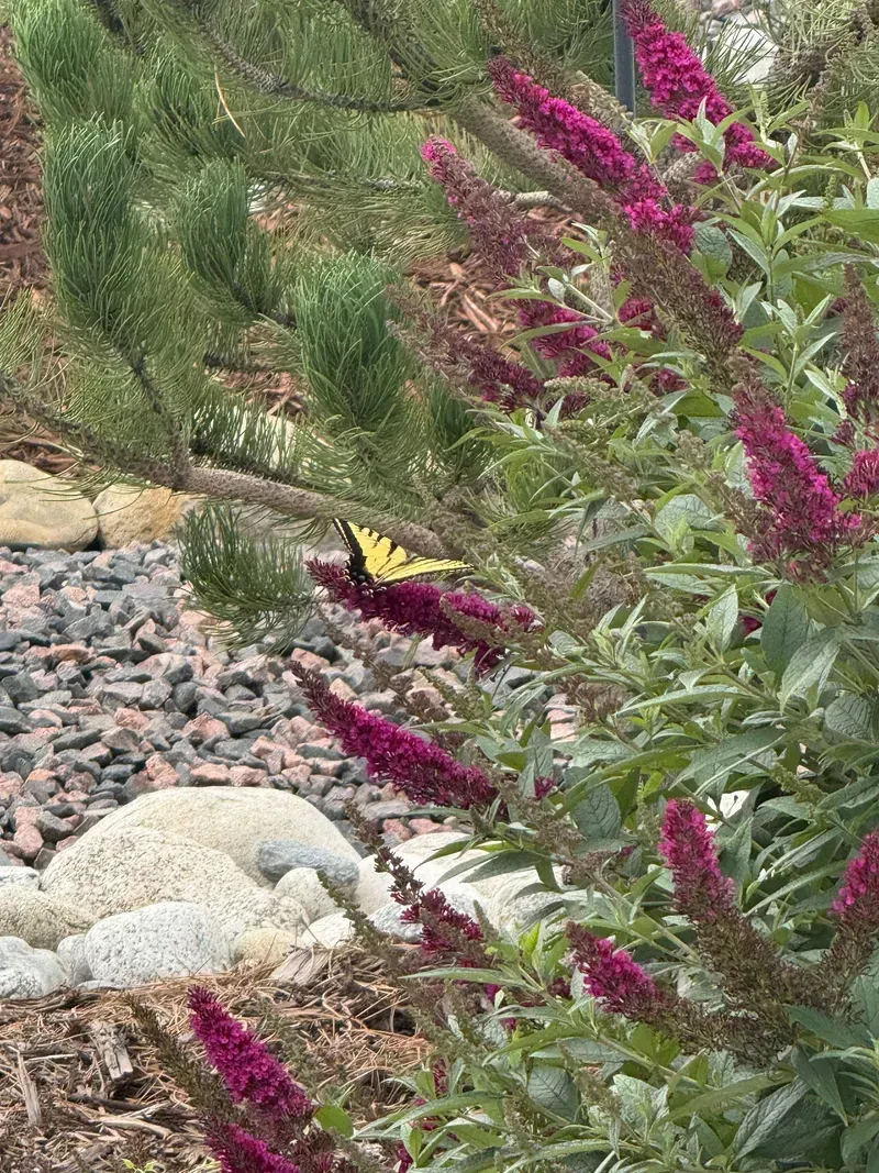 Yellow butterfly on magenta flower clusters; green foliage, rock garden background.