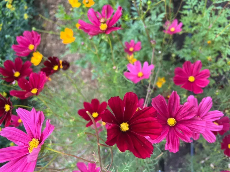 Bright pink and dark red cosmos flowers with yellow centers bloom in a garden.