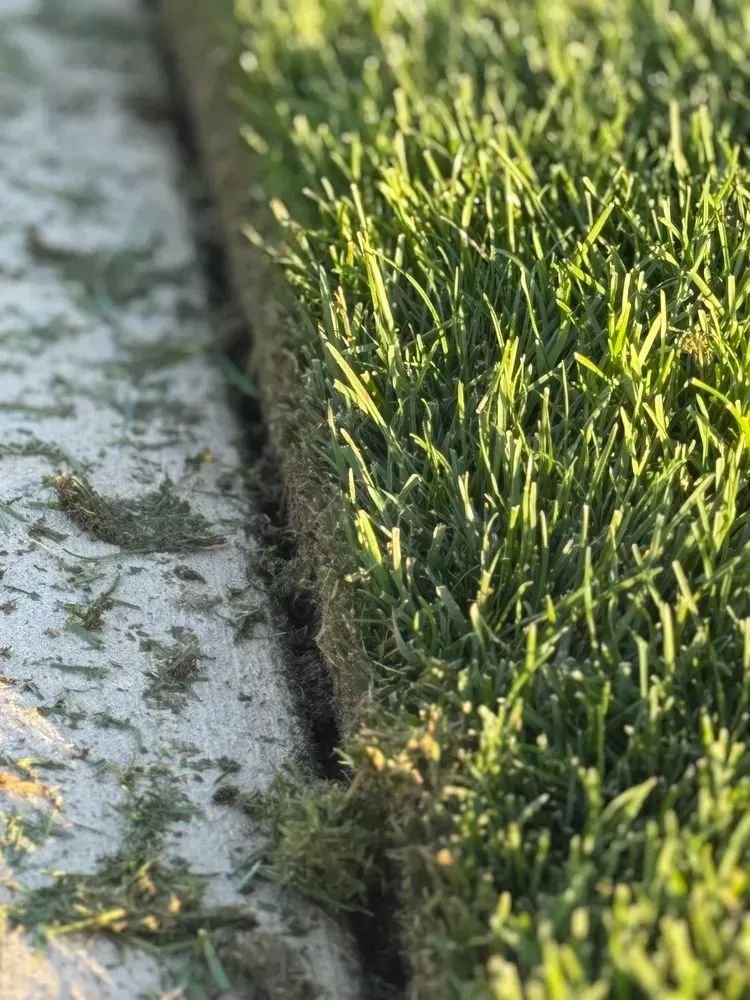 Edge of fresh sod turf bordering light-colored dirt, with scattered clippings.
