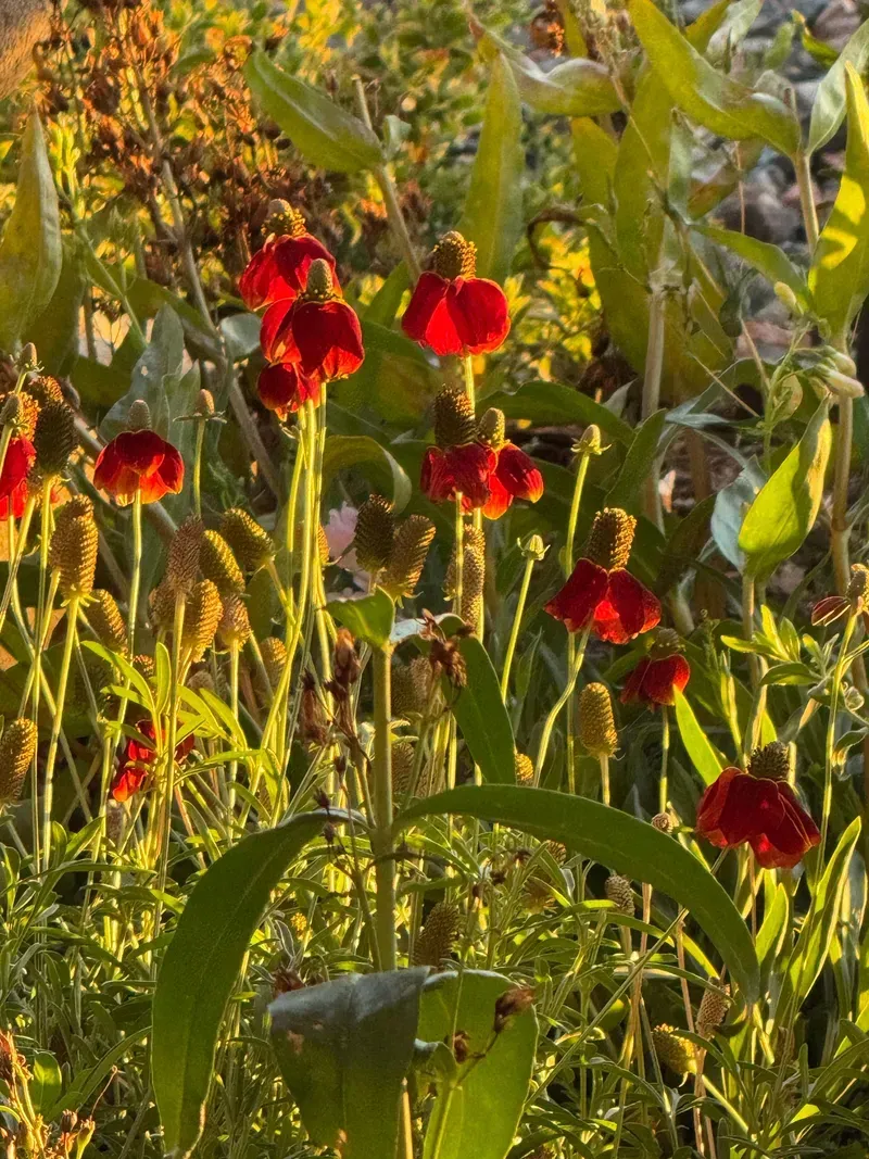 Red flowers with downturned petals, in a field of green plants, lit by sunlight.