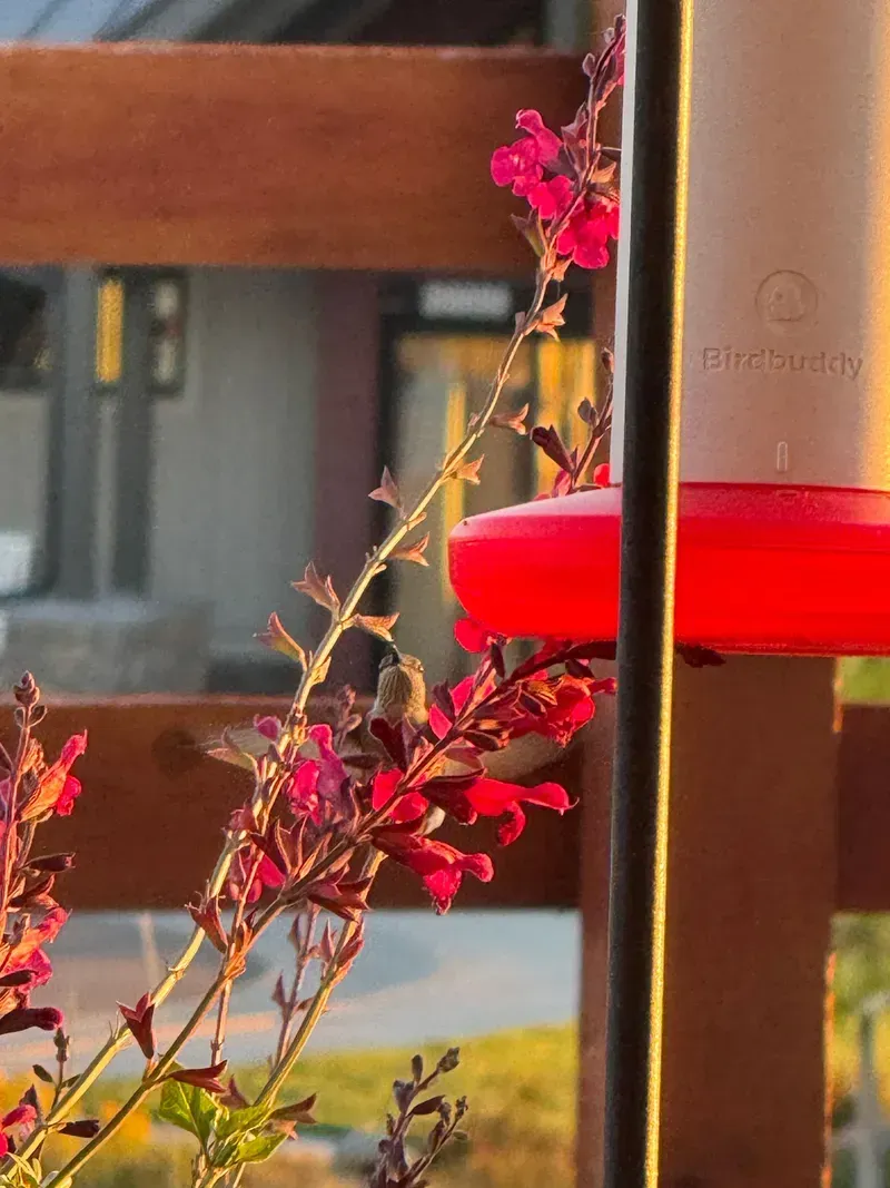 Hummingbird sipping nectar from red flowers near a feeder on a sunny day.